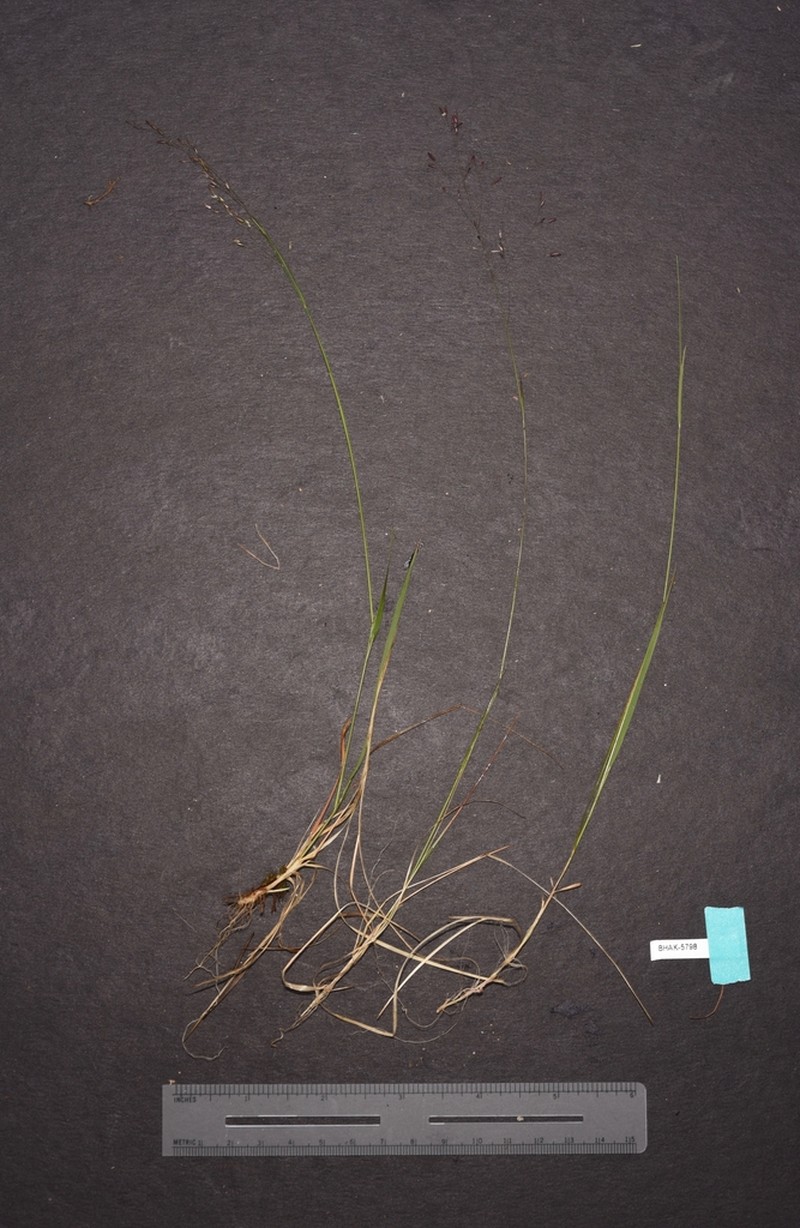 Idaho Bentgrass photo 7