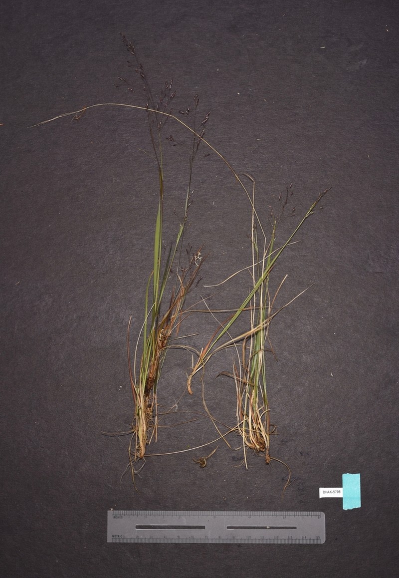 Idaho Bentgrass photo 8