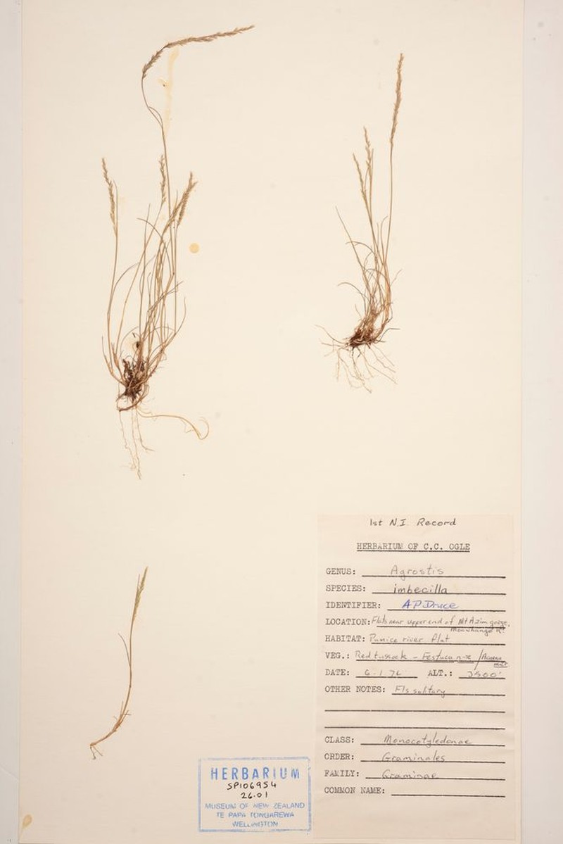 Agrostis imbecilla