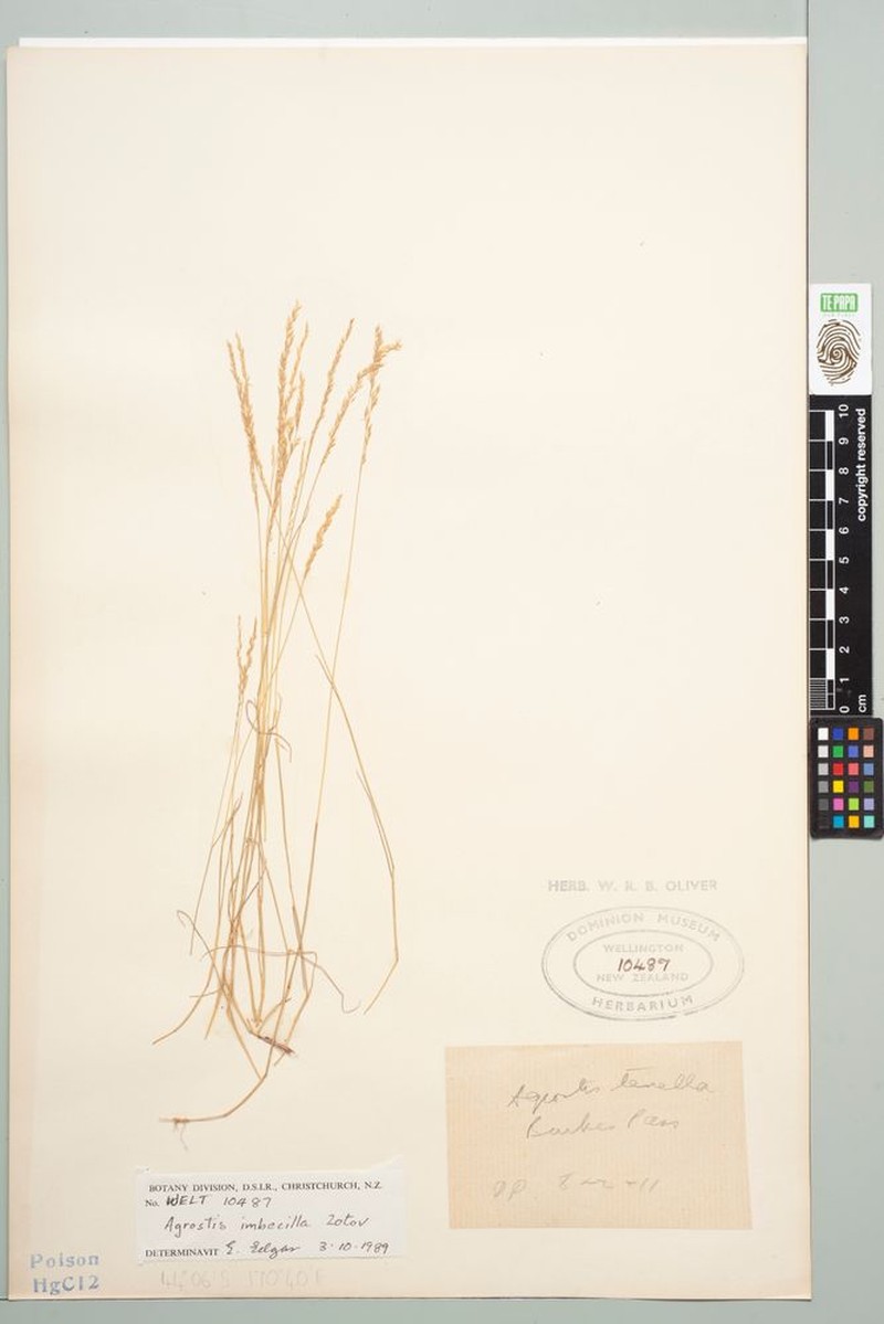 Agrostis imbecilla photo 2