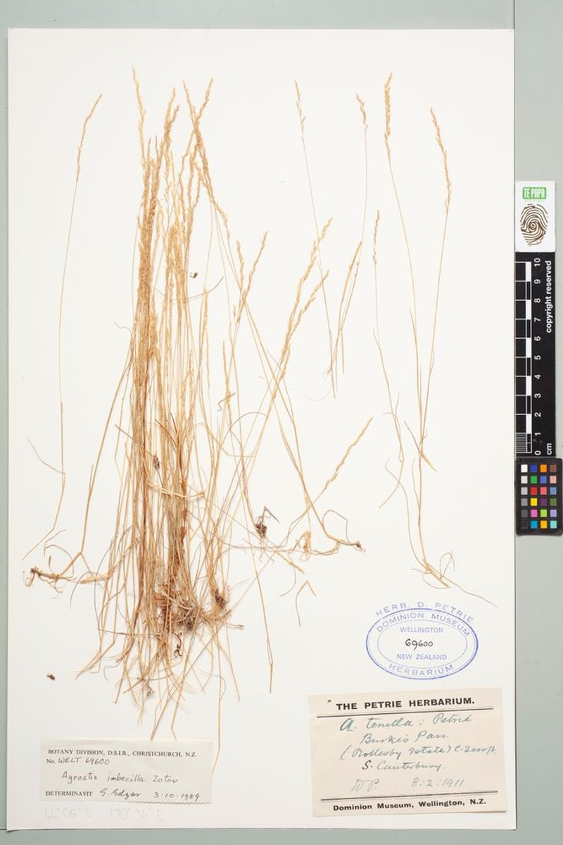 Agrostis imbecilla photo 3