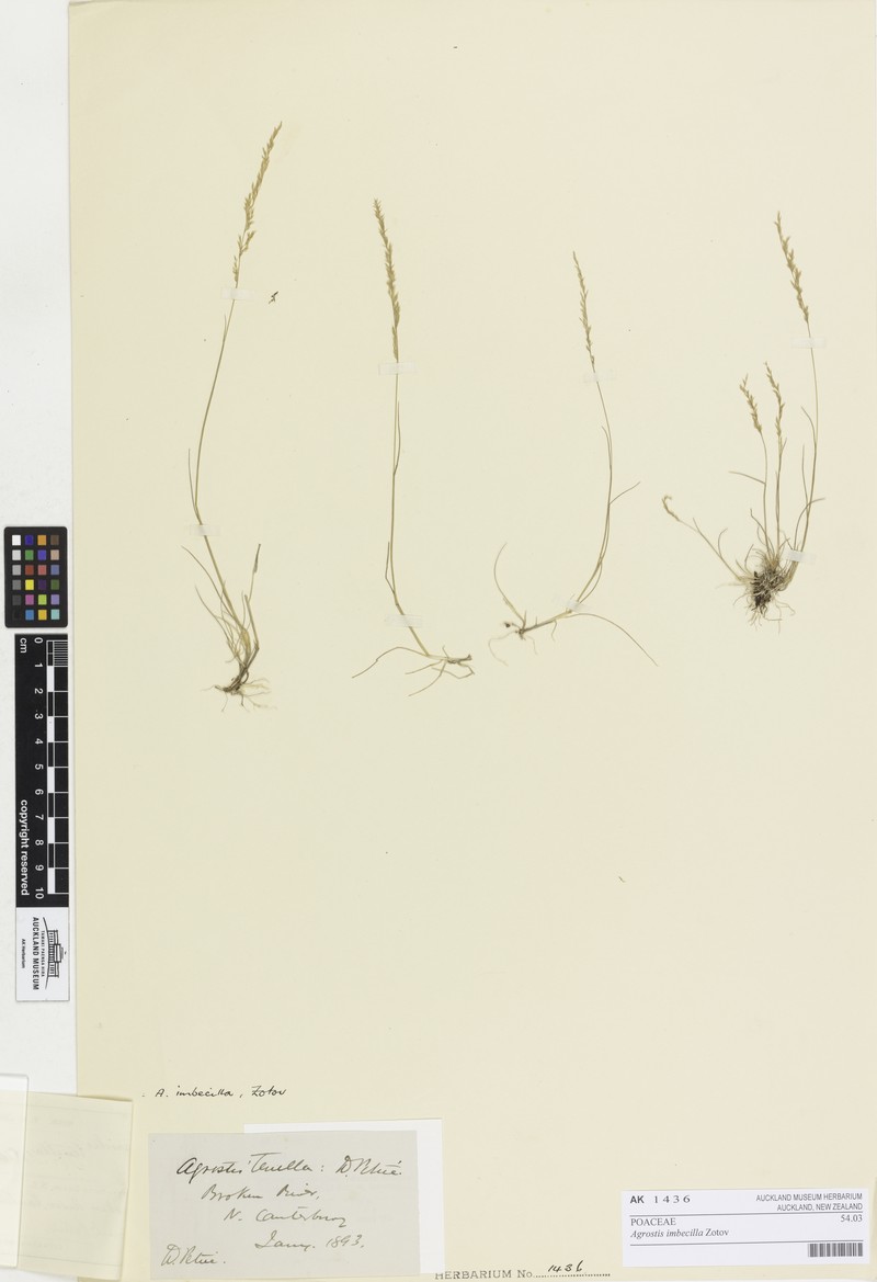 Agrostis imbecilla photo 4