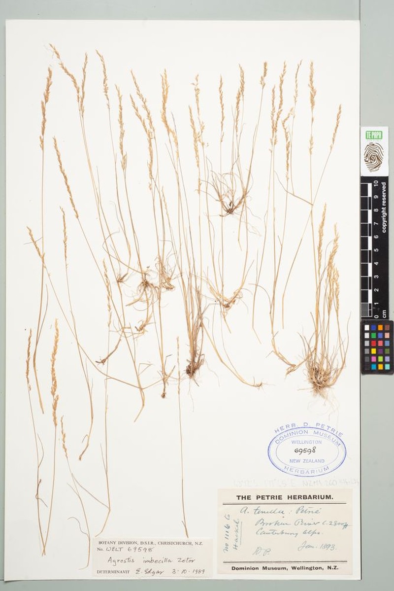 Agrostis imbecilla photo 5
