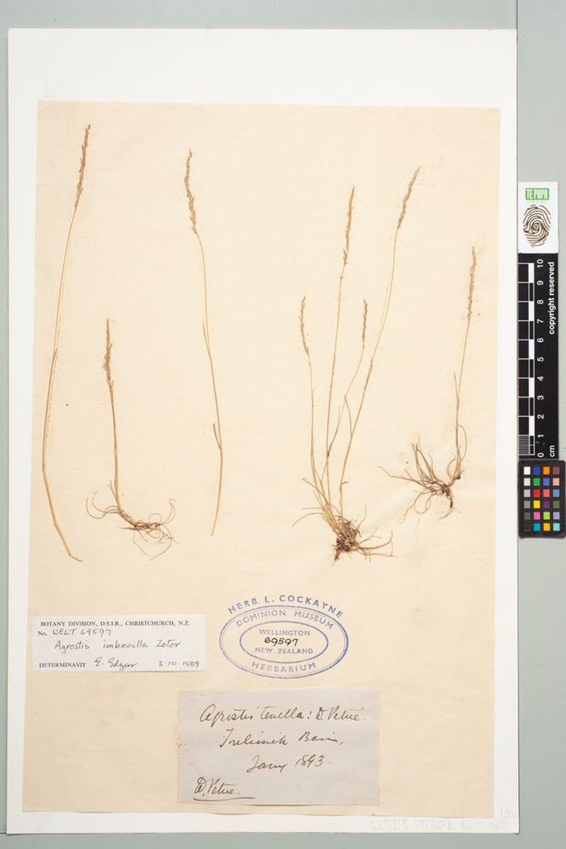 Agrostis imbecilla photo 6