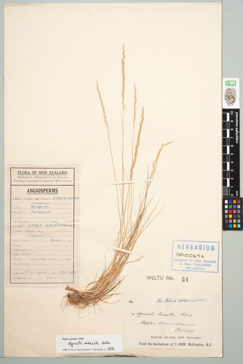 Agrostis imbecilla photo 7