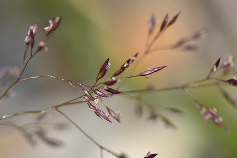 Agrostis infirma