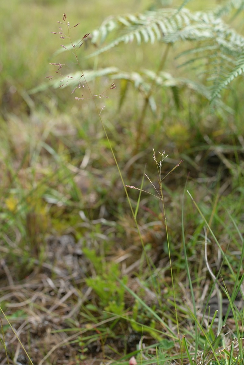 Agrostis infirma photo 2