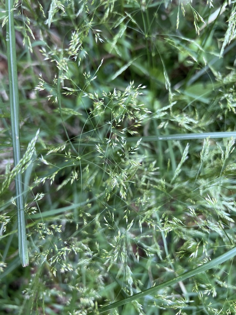 Agrostis infirma photo 3
