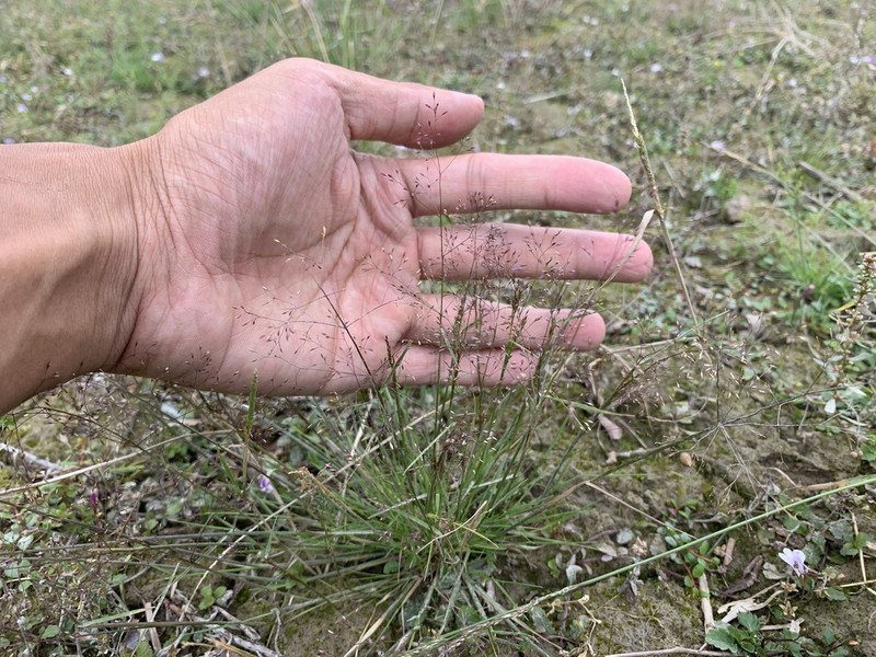 Agrostis infirma photo 4