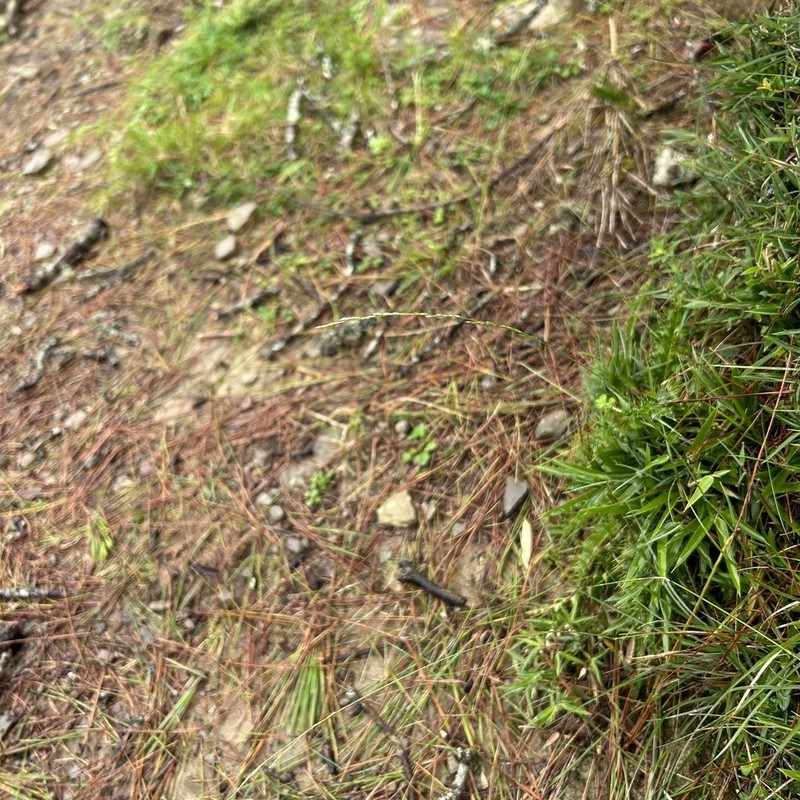 Agrostis infirma photo 5