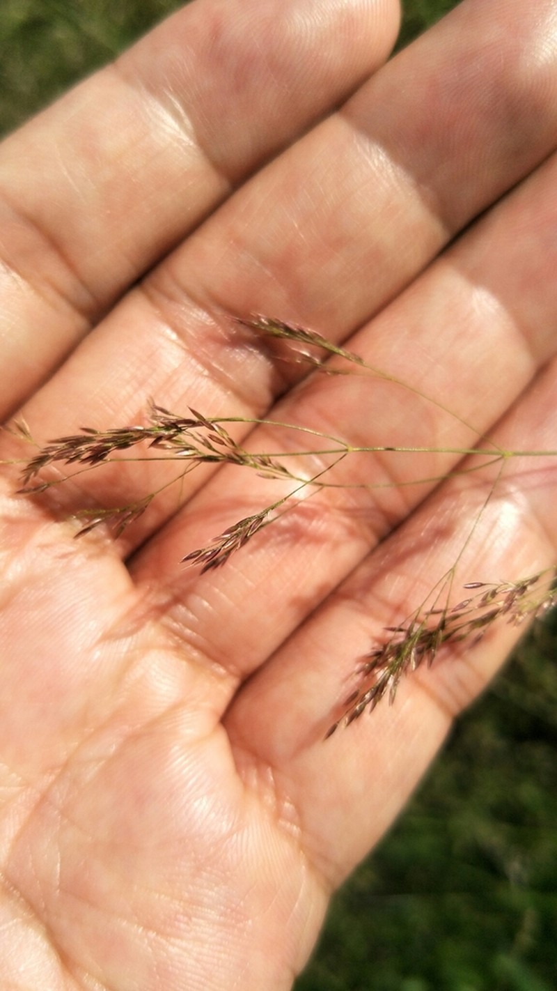 Agrostis infirma photo 6