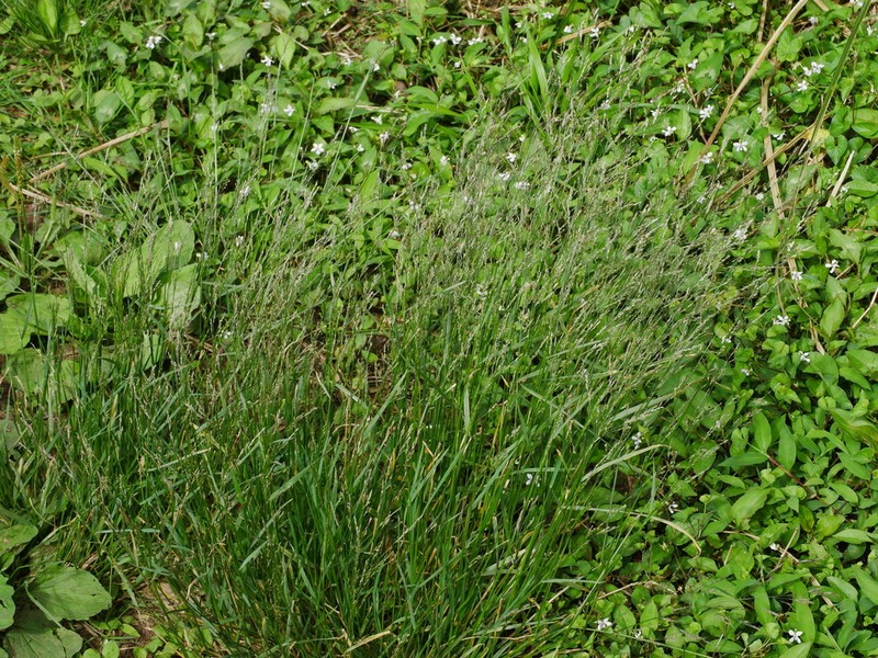 Agrostis infirma photo 7