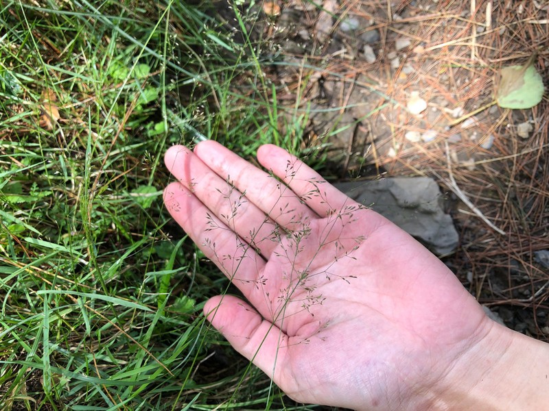 Agrostis infirma photo 8