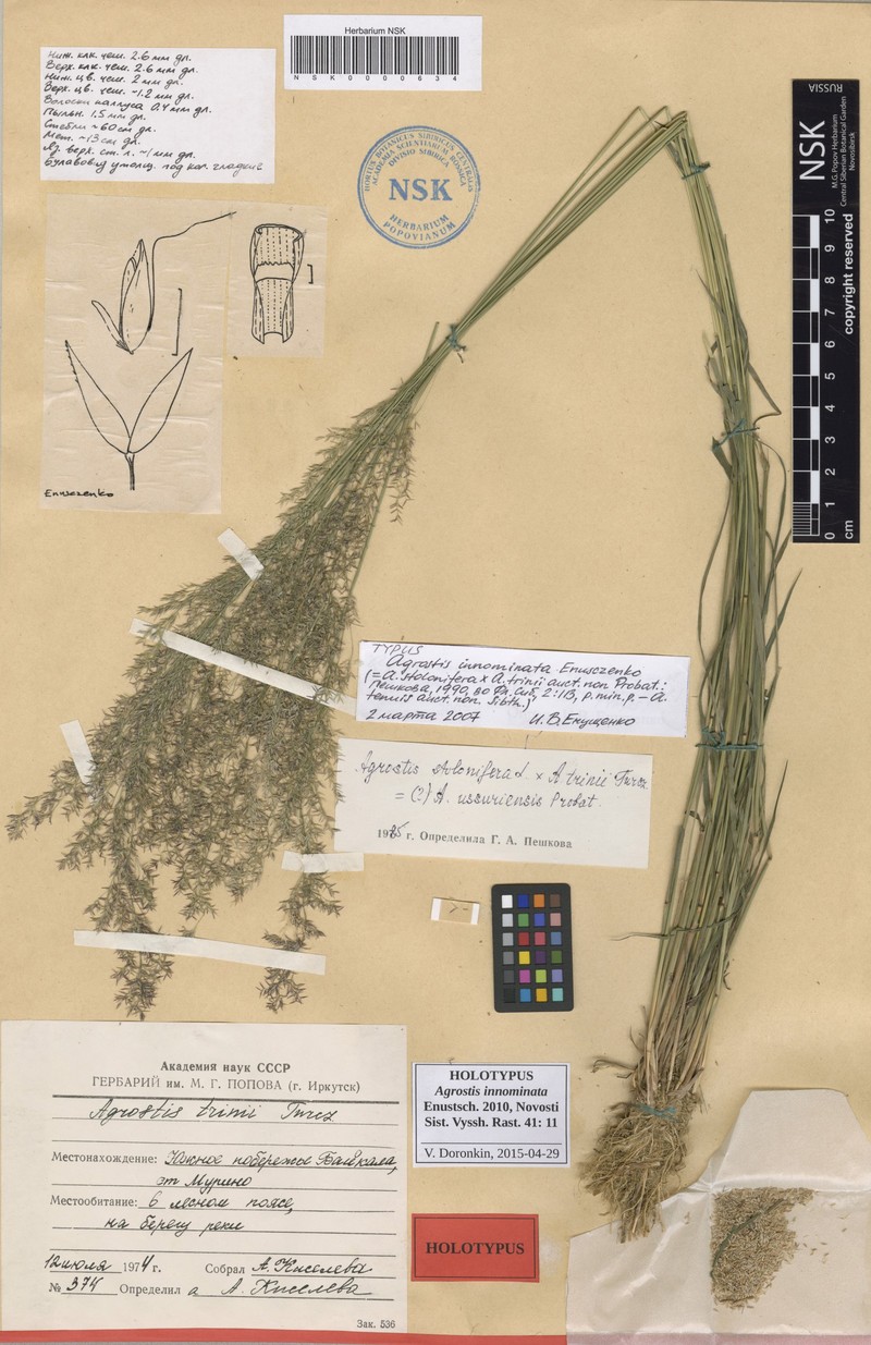 Agrostis innominata