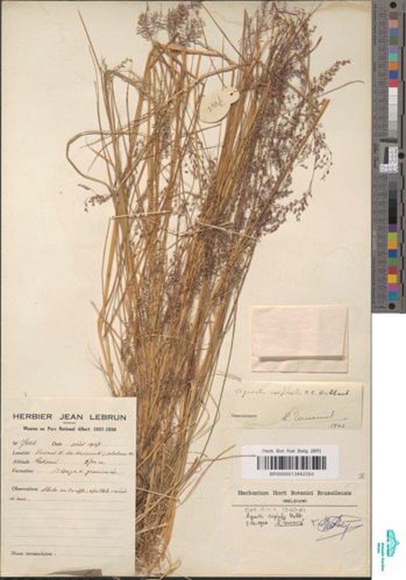 Agrostis isopholis