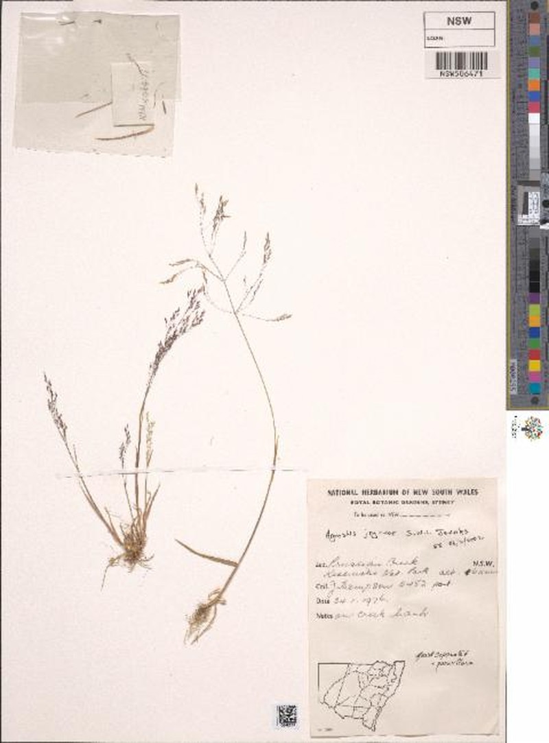 Agrostis joyceae