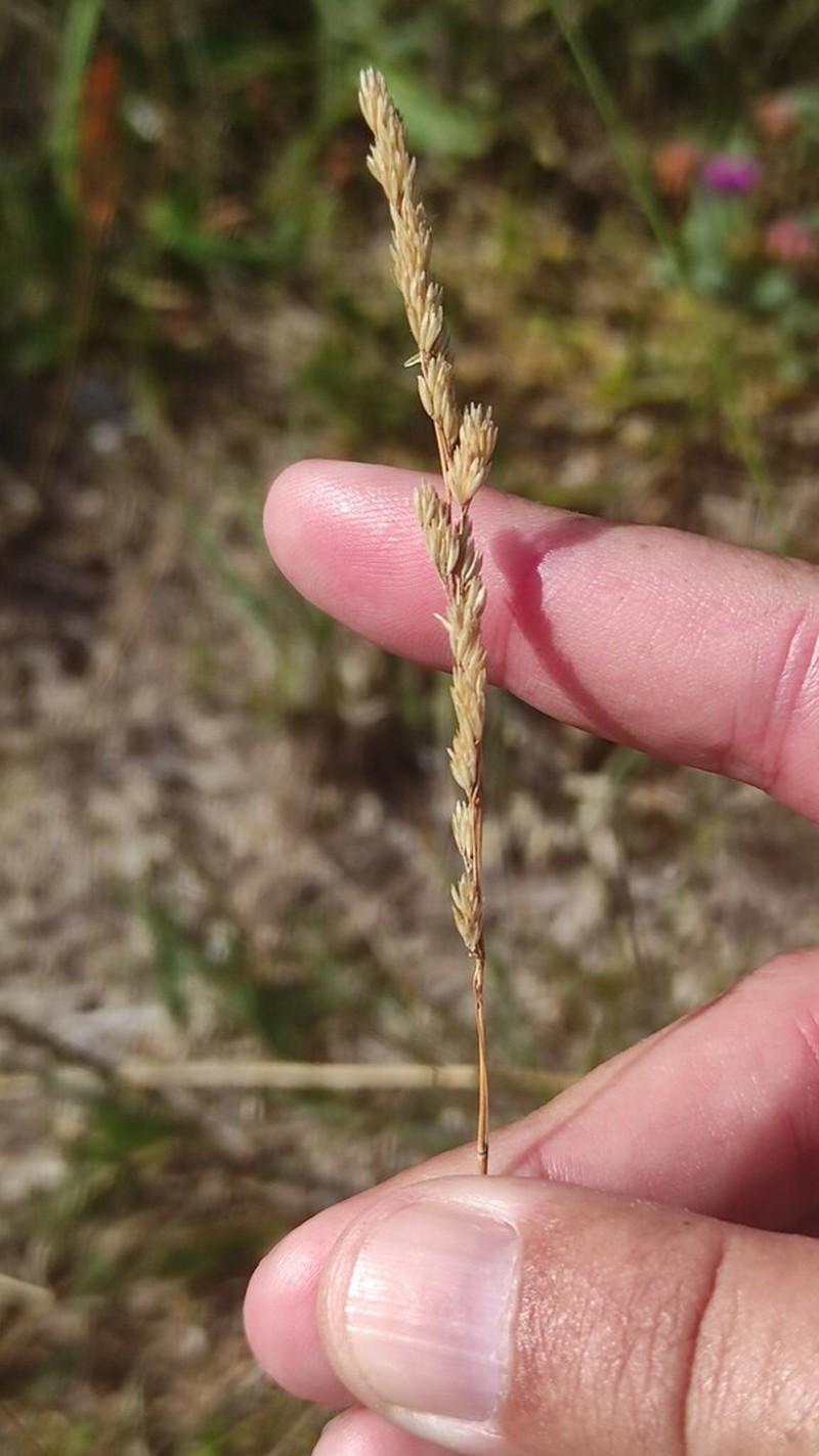 Agrostis juressi