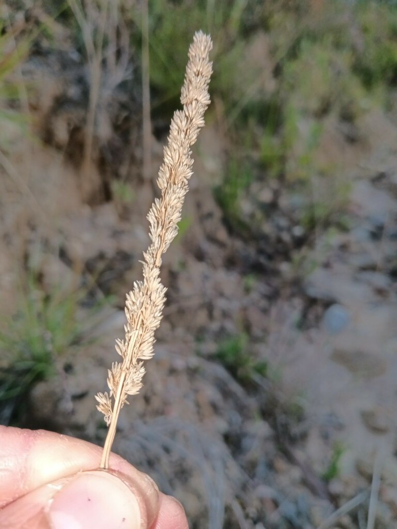 Agrostis juressi photo 2