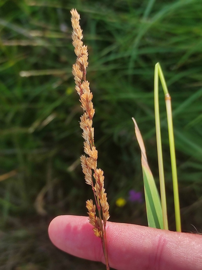 Agrostis juressi photo 3