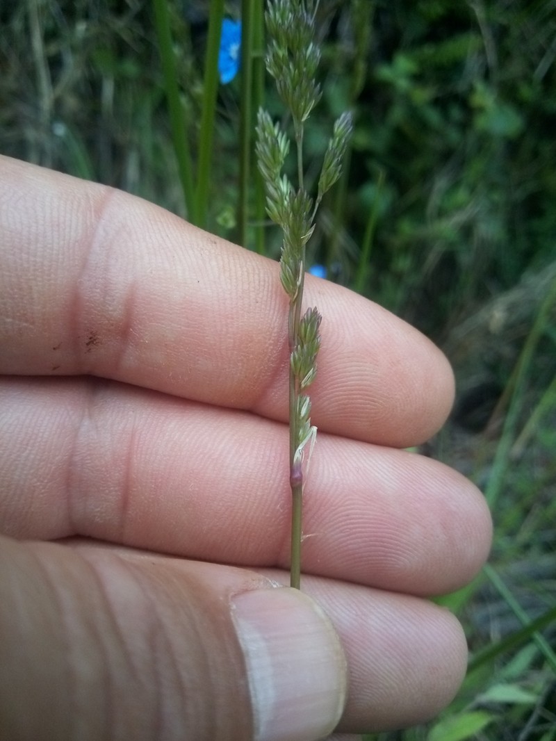 Agrostis juressi photo 4