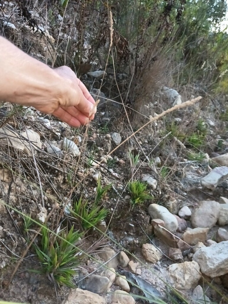 Agrostis juressi photo 5