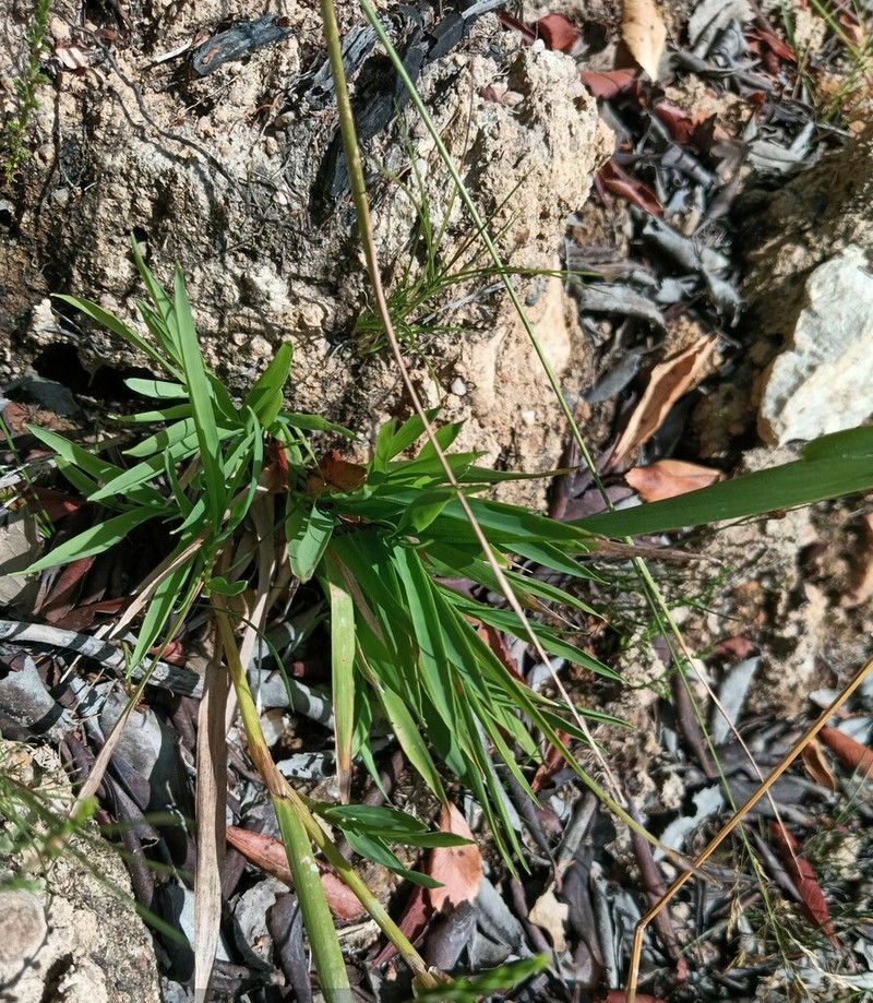 Agrostis juressi photo 6