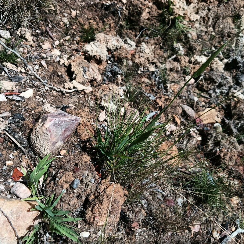 Agrostis juressi photo 7