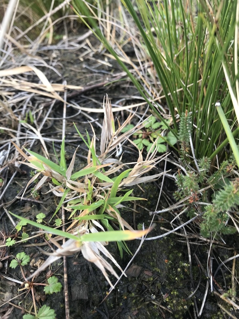 Agrostis juressi photo 8