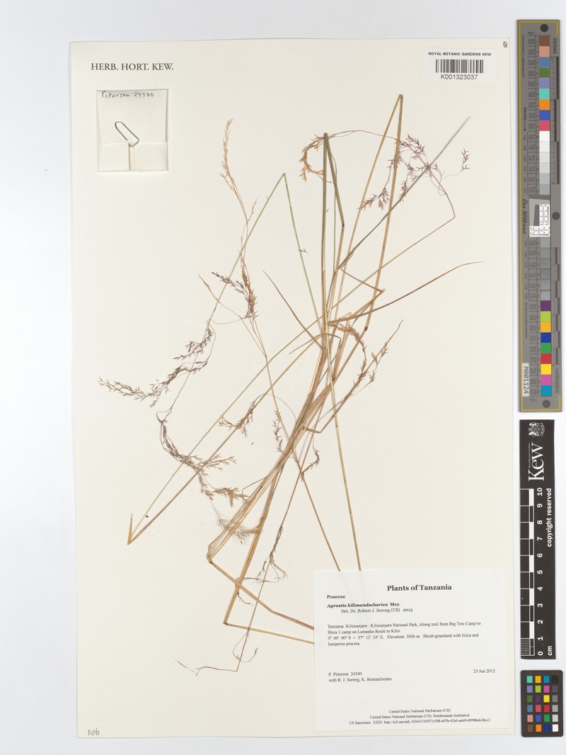 Agrostis kilimandscharica
