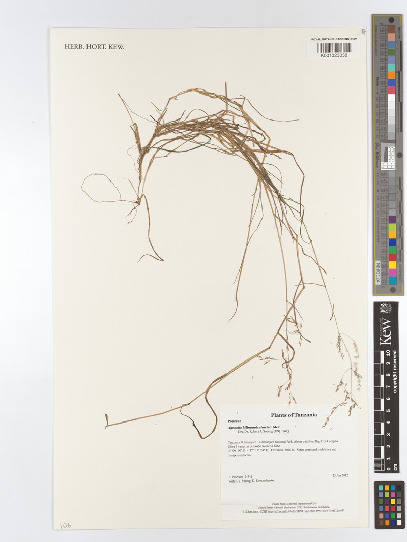 Agrostis kilimandscharica photo 2