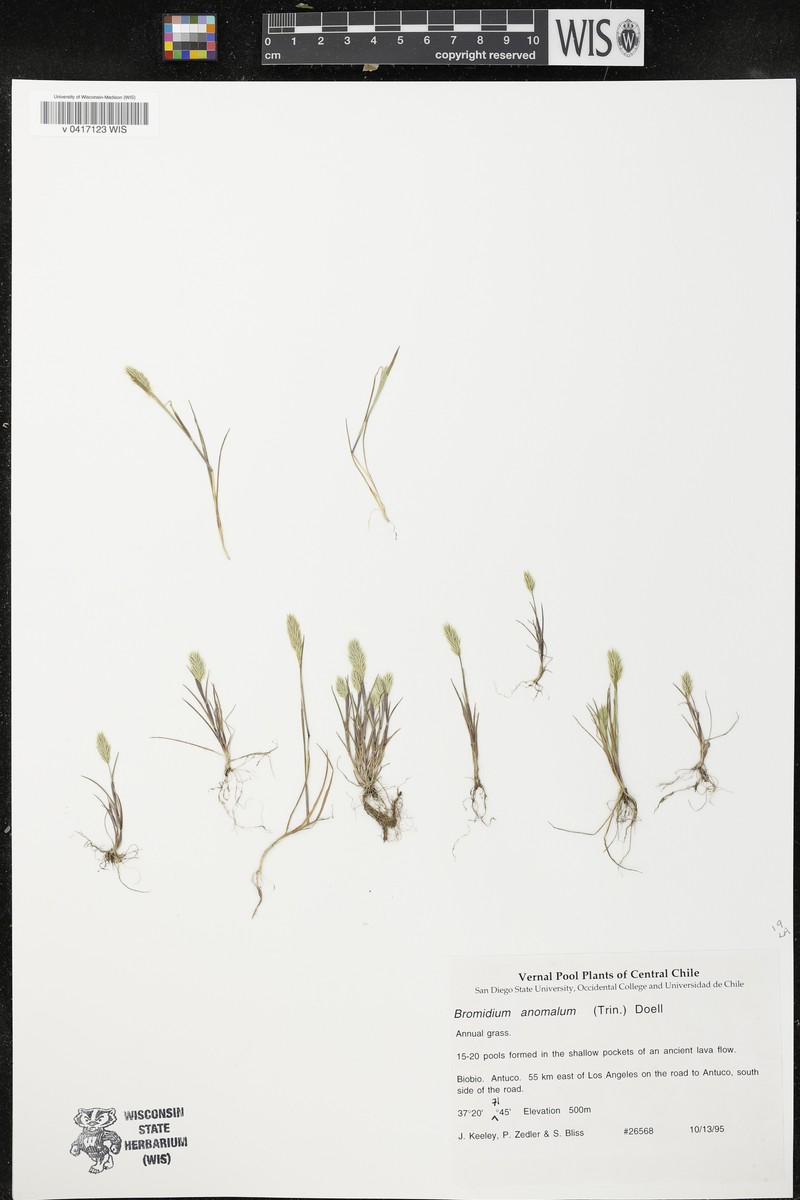Agrostis koelerioides