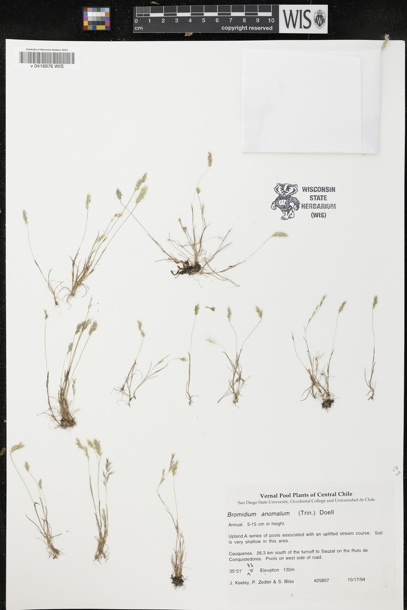 Agrostis koelerioides photo 2