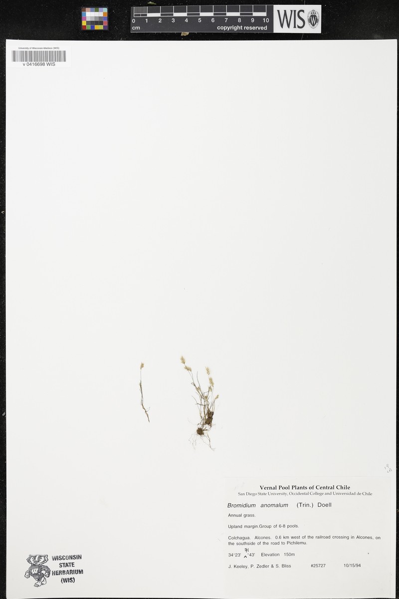 Agrostis koelerioides photo 3