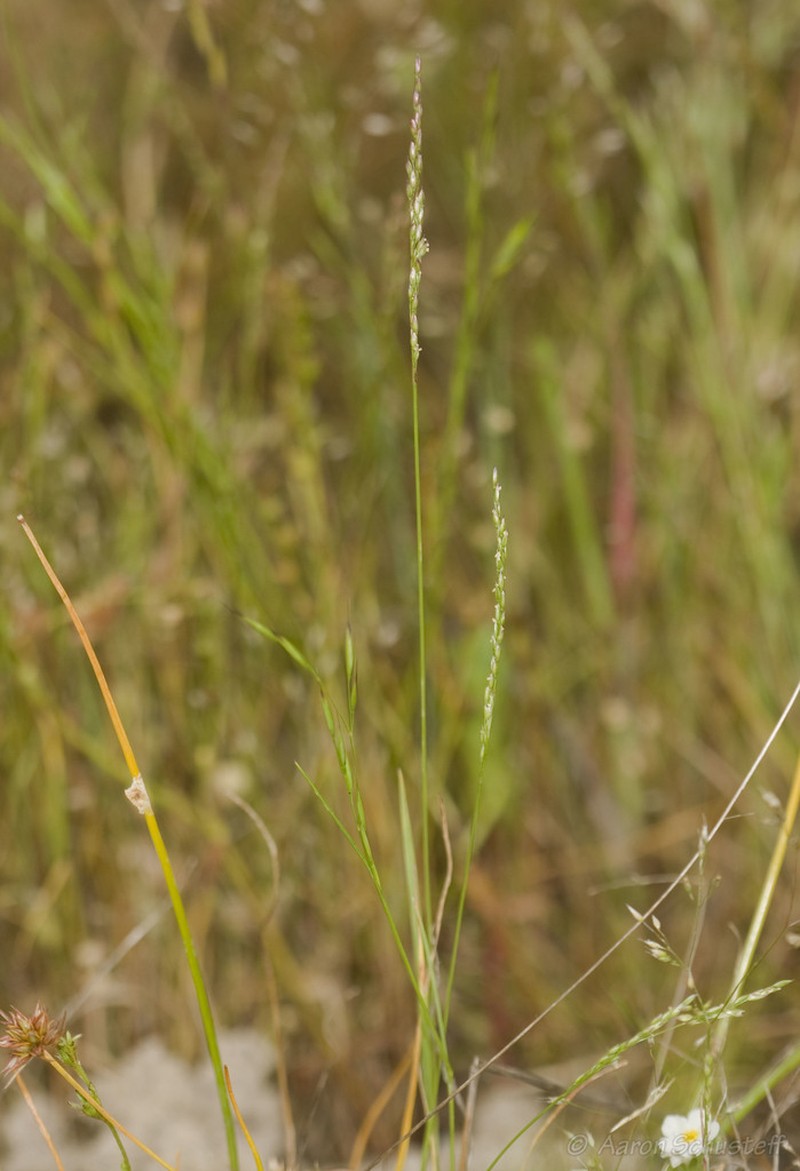 Vernal Pool Bentgrass