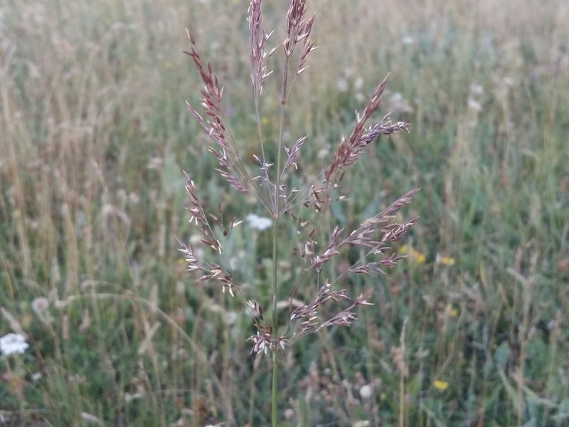 Agrostis lazica