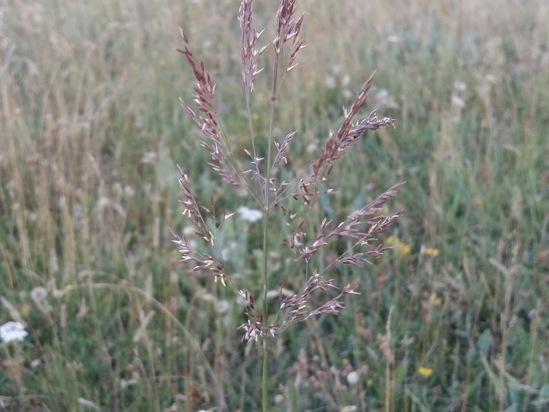 Agrostis lazica photo 2
