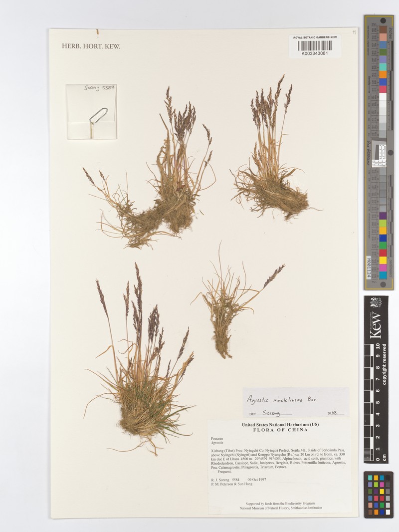 Agrostis mackliniae