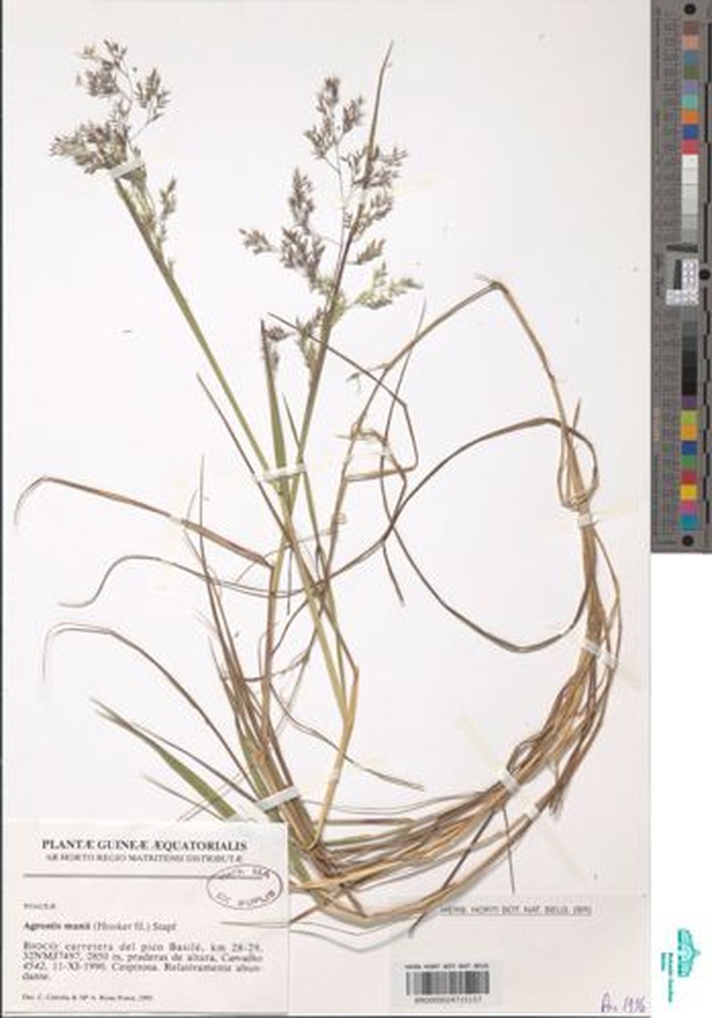 Agrostis mannii