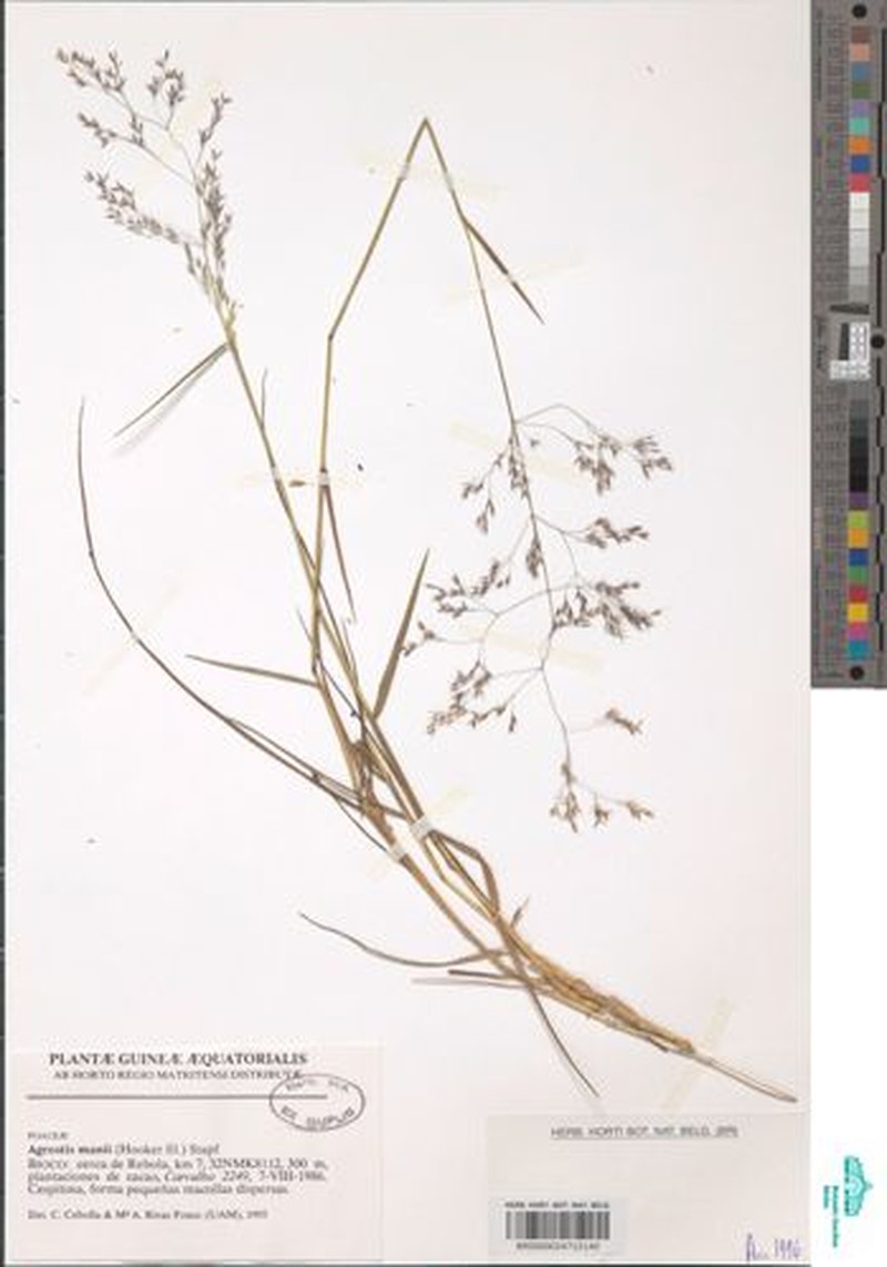 Agrostis mannii photo 2