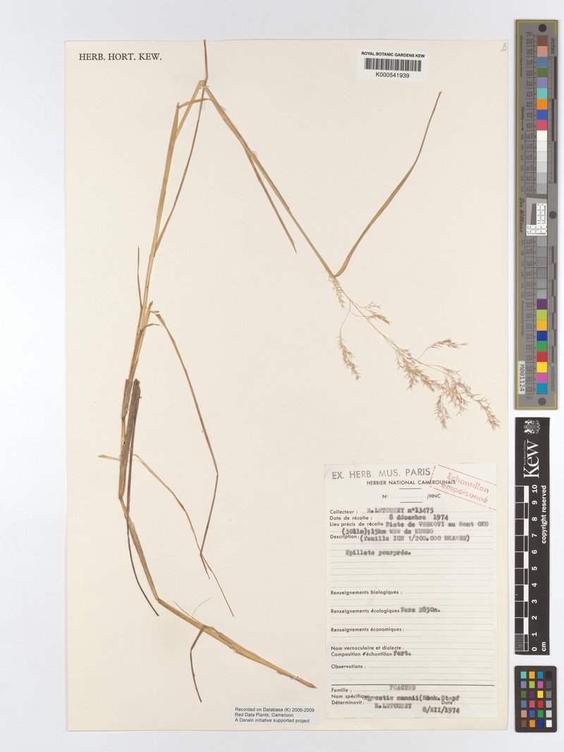 Agrostis mannii photo 3