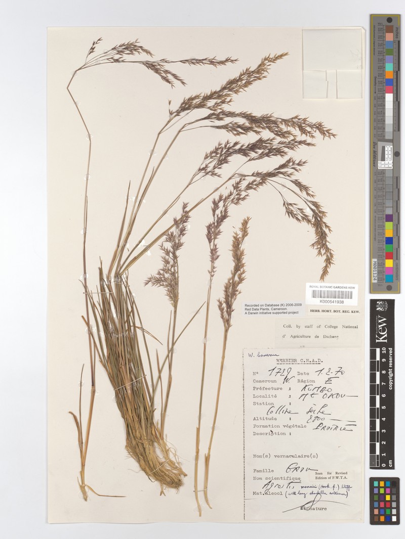 Agrostis mannii photo 4