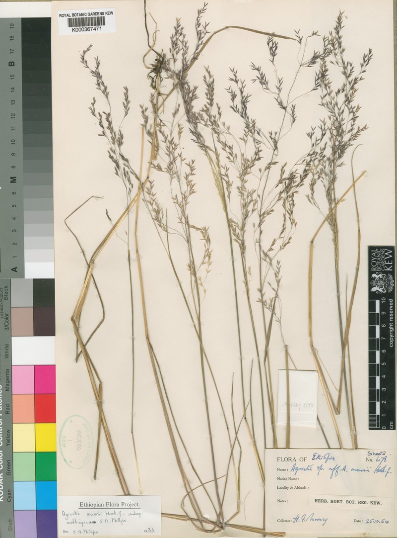 Agrostis mannii photo 5