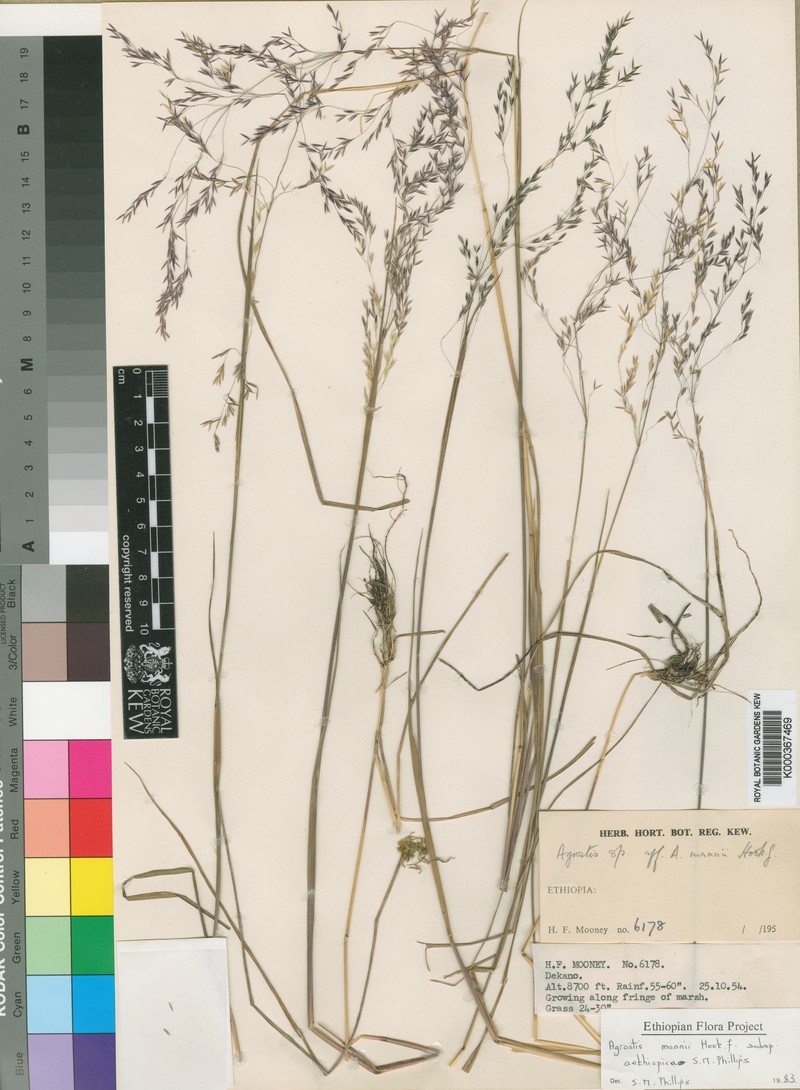 Agrostis mannii photo 6