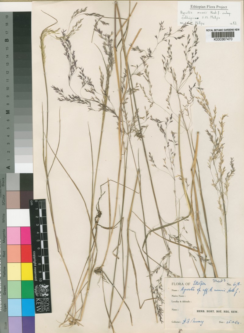 Agrostis mannii photo 7