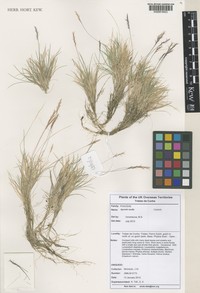 Agrostis media