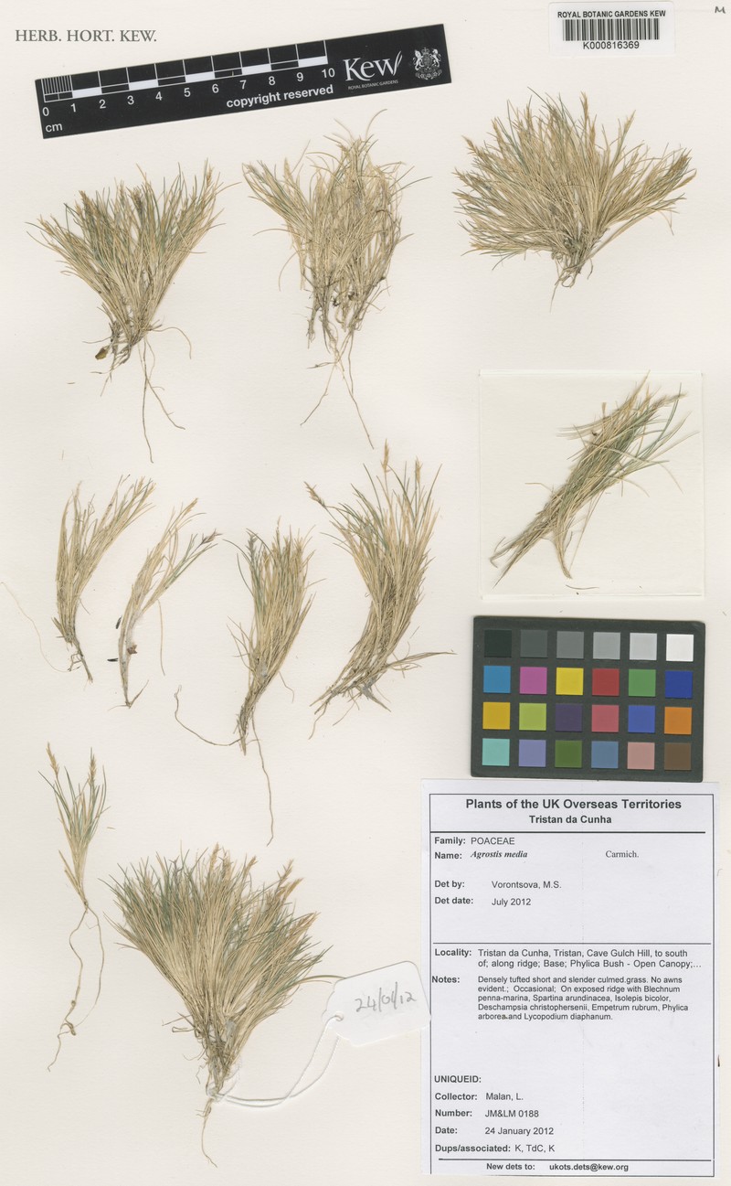 Agrostis media photo 2