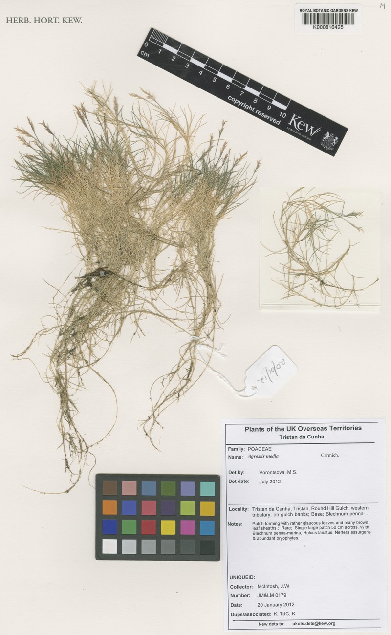 Agrostis media photo 3