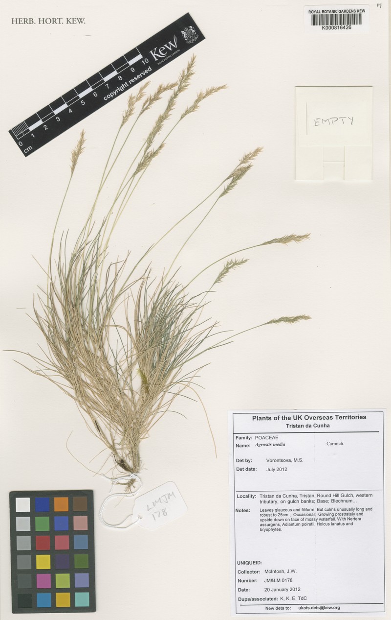 Agrostis media photo 4