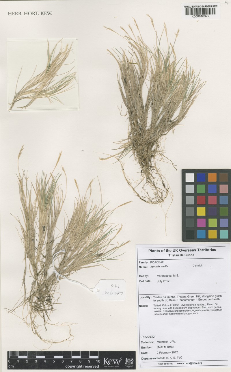 Agrostis media photo 5