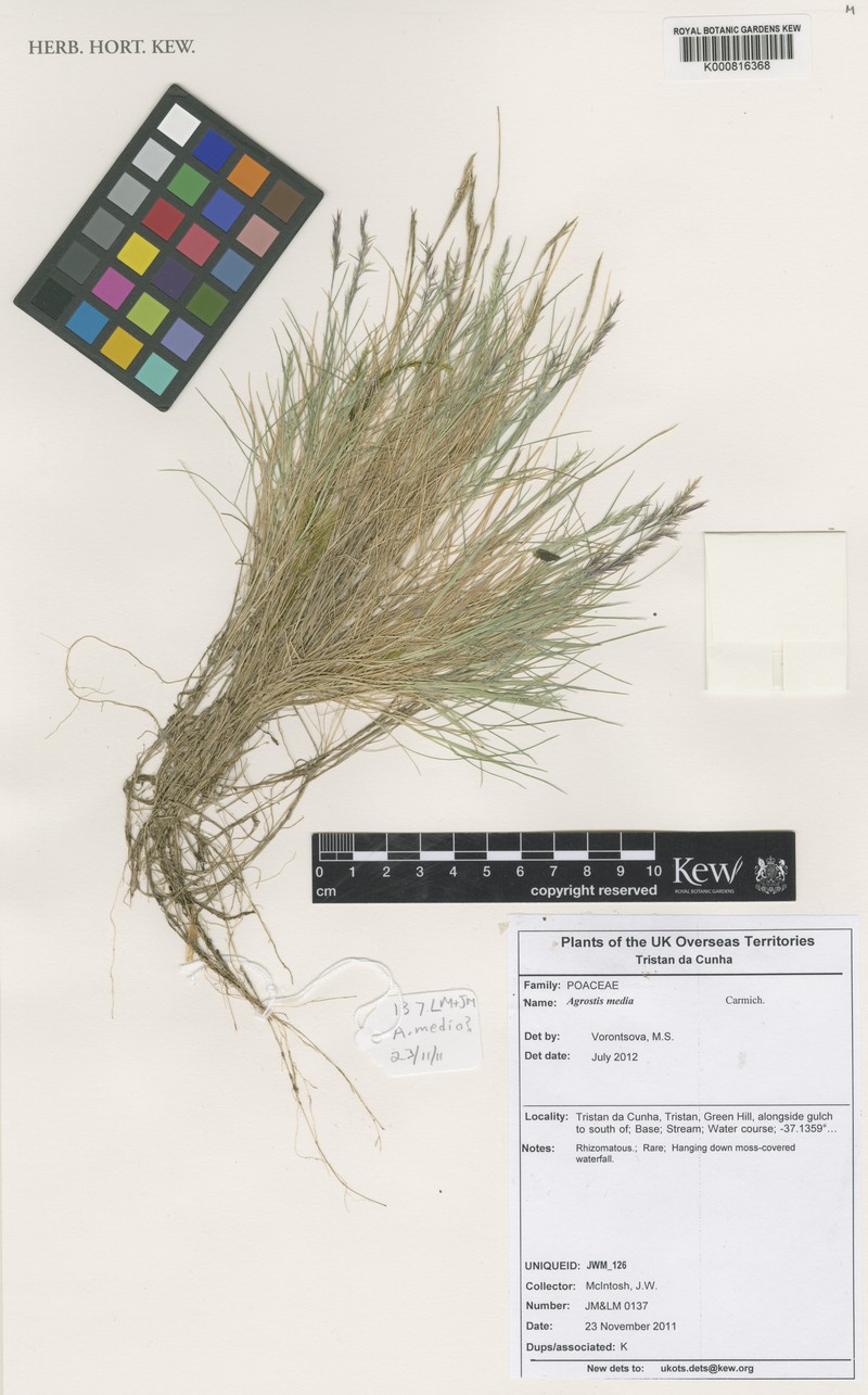Agrostis media photo 6